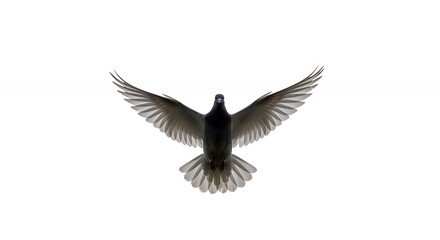 Obraz premium Soaring dove in flight against white background symbolizing peace freedom hope