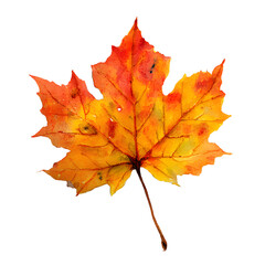 Fototapeta premium Autumn Maple Leaf Watercolor, artistic fall leaf painting style, white isolated background