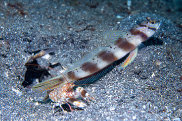 Diagonal Shrimpgoby Amblyeleotris diagonalis, Lembeh Indonesia