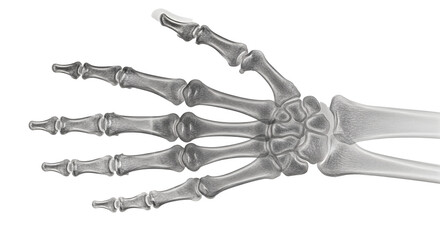 Human Hand Skeleton Transparent X-ray View Medical Science Anatomy