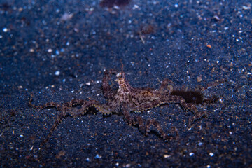 Mimic Octopus Thaumoctopus mimicus, Lembeh Indonesia