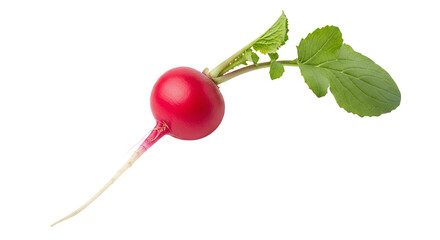 Single Fresh Red Radish with Green Leaves on Black Background