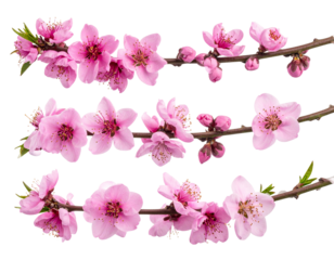 Set of Side angle view of a delicate pink blossom branch with petals softly curling  (2)