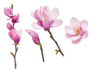 Set of Side angle view of a delicate pink blossom branch with petals softly curling  