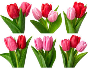 Set of Realistic red and pink tulip bouquet with water droplets on petals on transpar  