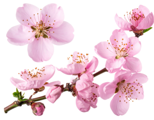 Set of Side angle view of a delicate pink blossom branch with petals softly curling