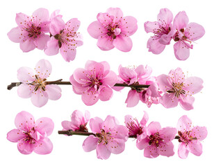 Set of Side angle view of a delicate pink blossom branch with petals softly curling