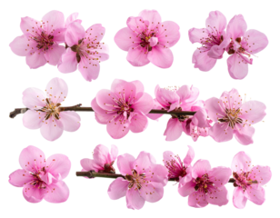 Set of Side angle view of a delicate pink blossom branch with petals softly curling