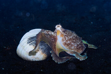 Coconut Octopus (Amphioctopus marginatus), Lembeh Indonesia