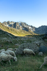 Fototapeta premium Flock of sheep in the mountains eating grass