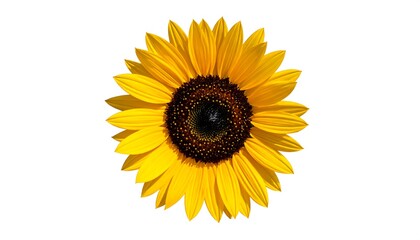 Fototapeta premium Close-up of a vibrant sunflower (1)