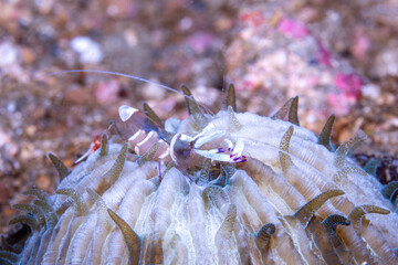 Magnificent Sea Anemone Radianthus magnifica, Lembeh Indonesia