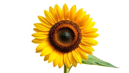 Fototapeta premium Close-up of a vibrant sunflower