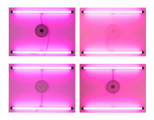 Set of Real photo of a pink neon lamp mounted on a smooth white wall, isolated on a 