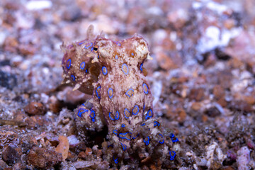 Blue-ringed octopus Hapalochlaena lunulata, Lembeh Indonesia