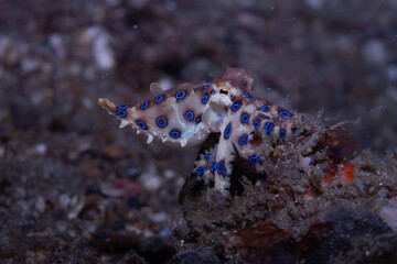 Blue-ringed octopus Hapalochlaena lunulata, Lembeh Indonesia