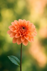 Close-up of a vibrant peach dahlia flower in soft, natural garden light, delicate beauty.