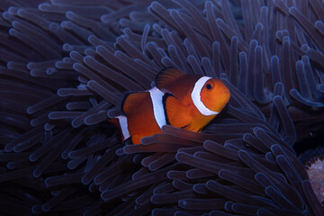 Western Anemonefish Amphiprion ocellaris, Lembeh Indonesia