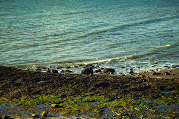 Rocky Icelandic shoreline with seaweed and waves