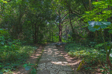 沖縄 斎場御嶽 密林の中の遊歩道