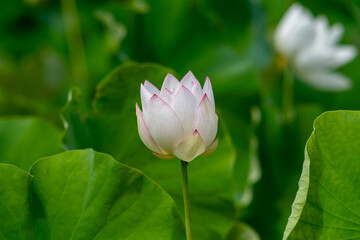 pink lotus flower