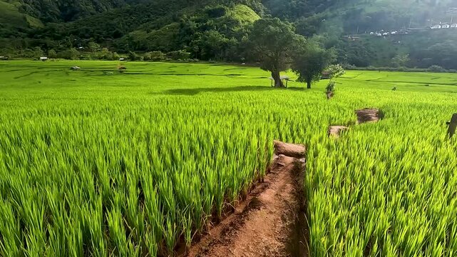 Rice terraces - Green nature rice field in rainy season in Banwen Na Lua Nan Thailand - Tilt Up and Dolly in Footage 