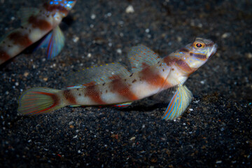Diagonal Shrimp-Goby Amblyeleotris diagonalis, Lembeh Indonesia