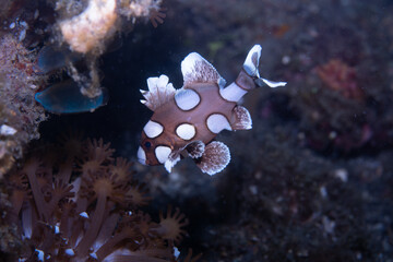 Juvenile Harlequin Sweetlips (Plectorhinchus chaetodonoides), Lembeh Indonesia