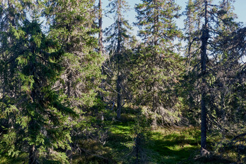 Forest interior from the Svartdalstjerna Primeval Forest Nature Reserve of the Totenåsen Hills, Norway, in September 2025.