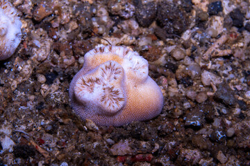 Heteropsammia cochlea, Lembeh Strait Indonesia