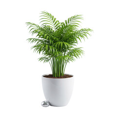 Fototapeta premium Lush green parlor palm, delicate fronds, in a sleek modern minimalist white ceramic planter with pebble, studio shot on transparent, shadowless, concept of modern botanical elegance