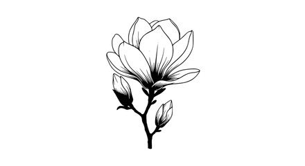 Vector art of elegant magnolia blossom, showcasing delicate petals and intricate details, capturing the essence of springs beauty and floral grace in a minimalist design