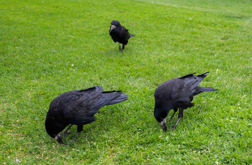 Rooks, Corvus frugilegus, standing on a grassy surface, showcasing its glossy black feathers and stout beak. Photo taken in Muckross, Ireland
