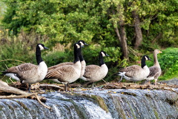 Gemischtes Auditorium (Kanandagansund Graugans)
