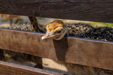 Ostrich babies on a farm. Selective focus.