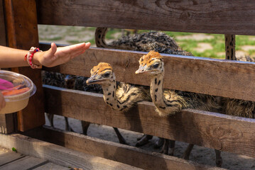 Ostrich babies on a farm. Selective focus.