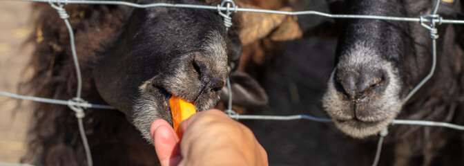 ram on a farm in summer. Selective focus.