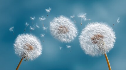 Obraz premium Dandelions floating in air