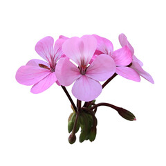 ピンク色のゼラニウムの花