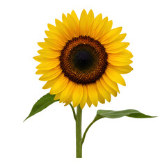 Obraz premium Vibrant Yellow Sunflower with Green Stem on Transparent Background
