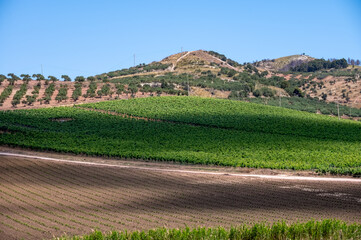 Fototapeta premium View on hills with vineyards and olive groves from Palermo-Trapani highway, Sicily, vacation destination in Italy