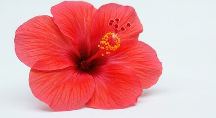 Vibrant red hibiscus flower with detailed stamen on white beckons tropical warmth, perfect for summer promotions and exotic beauty projects