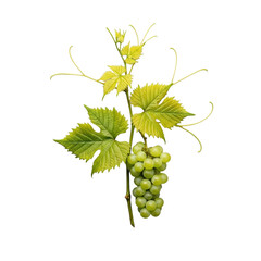 A meticulously arranged fresh grapevine branch with vibrant green leaves, delicate tendrils, and pale green grapes, perfectly isolated on a transparent background, concept of natural perfection and