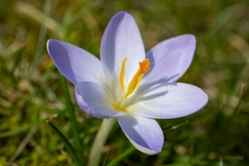 Fototapeta premium Einzelner blühender Krokus, Crocus