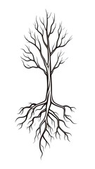 A bare tree with its roots