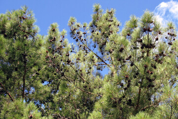 A pine tree with numerous cones. Pinyon Pine (Pinus edulis)