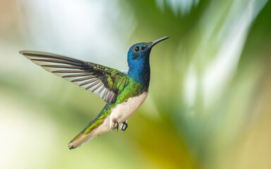 Weißnackenkolibri (Florisuga mellivora) oder Jakobinerkolibri, männlich