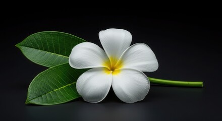 Naklejka premium Stunning Plumeria bloom with lush green leaves against a dark background, perfect for adding a touch of tropical elegance to any project