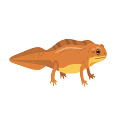 An orange-colored newt with a tail, standing on its legs, isolated on a white background.
