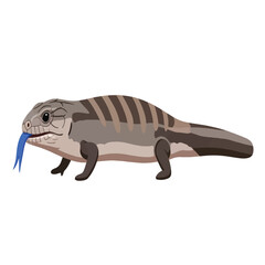 Illustration of a blue-tongued skink lizard with gray and brown stripes, sticking out its blue tongue, isolated on white.